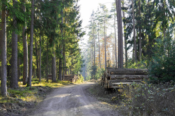 A dirt road in an autumnly forest