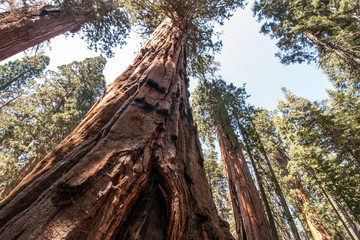 sequoias