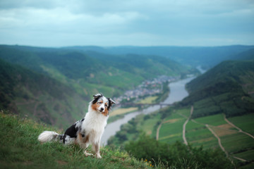 Traveling with a dog in nature. australian shepherd, aussi on a hill overlooking the river.