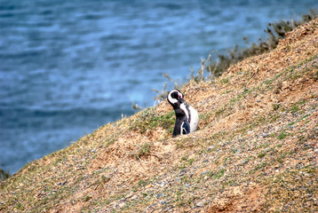 Pinguins in Patagonia Argentina