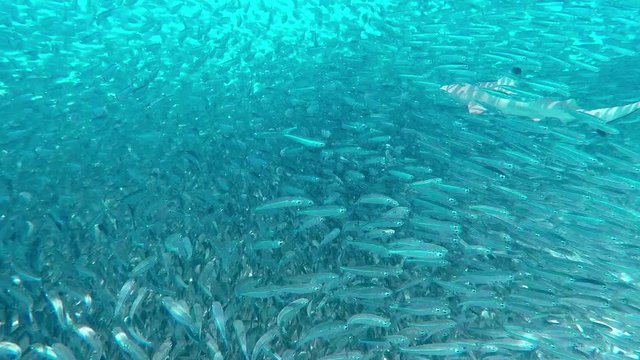 blacktip reef shark hunting in a school of fish
