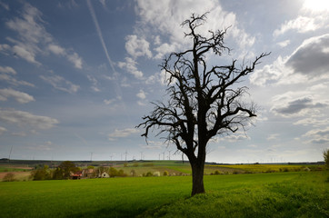 abgestorbener baum