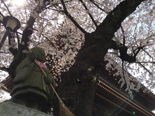 桜