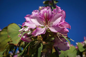 beautiful flower in hot summer against a blue sky