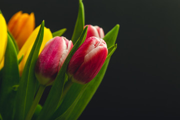 fresh tulips on black background close-up