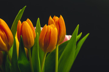Naklejka premium fresh tulips on black background close-up