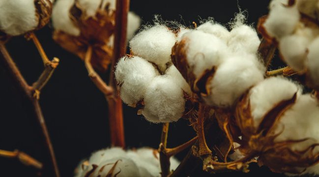 cotton flowers on a black background close-up