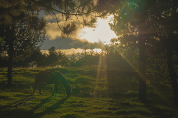 Horse under sunlight at sunset