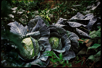 Fototapeta na wymiar A rich green cabbage patch