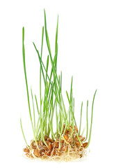 Plant wheat with roots isolated on a white background