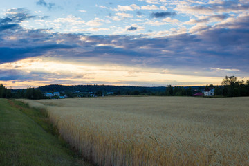 Fototapeta premium Landscape with a field of yellow rye. Agricultural culture. Blue sky.