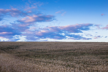 Obraz premium Landscape with a field of yellow rye. Agricultural culture. Blue sky.