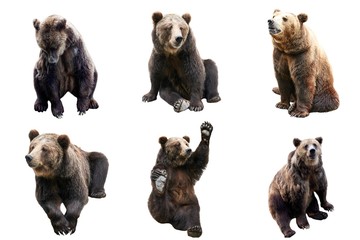 Set of brown bear over white background.