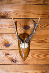 deer horns on a wooden wall