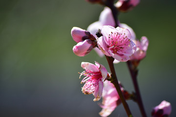 Obraz premium Pink peach tree blossoms with a dreamy unfocused background.