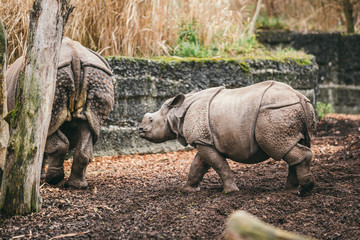 Mother And Baby Rhino. Indian rhinoceros with calf. Rhinoceros unicornis. Female rhino with its newborn baby