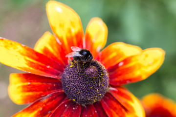 Yellow burgundy flower and bumblebee collecting nectar