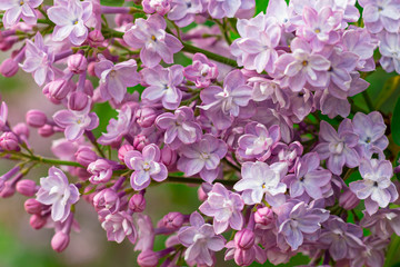 Fresh pink lilac branch macro, copyspace, selective focus, toned