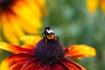 Yellow burgundy flower and bumblebee collecting nectar