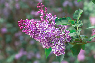 Fresh pink white and purple lilac branch closeup, copyspace, selective focus, toned