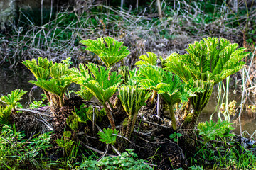 Vendée, France: nalca Gunnera tinctoria or pangue, is perennial plants of the family of Gunneraceae, plant with giant leaves.