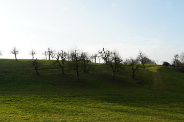 A landscape with a row of apple trees and bushes on the horizon, the trees are bare, without leaves against clear blue sky in winter. 