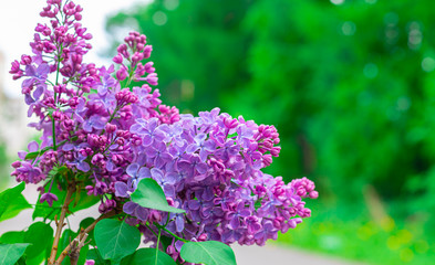 Fresh pink and purple lilac branch closeup, copyspace, selective focus, toned