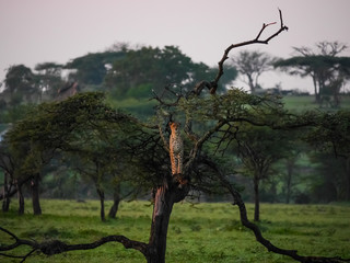 Fototapeta na wymiar Cheetah (Acinonyx jubatus) standing in a tree and seeks shelter while watching anxiously due to a lion pride
