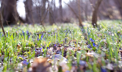 blue snowdrops in the spring forest panorama photo.