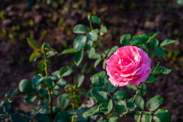 One pink heritage rose in a Delhi garden, India