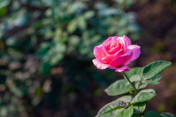 One pink hybrid tea rose in a Delhi garden, India