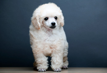 image of dog dark background 