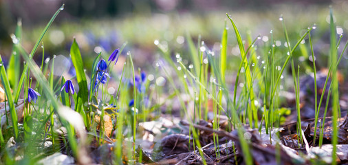 blue snowdrops in the spring forest panorama photo.