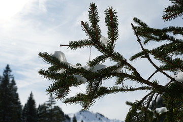 a branch of a coniferous tree with icicles hanging from it as well as threads of moss close up with sky and mountains on the background