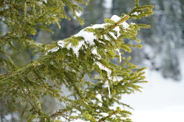 coniferous twig with a layer of melting ice  close up as a symbol of ending winter and coming spring  on the background of a Swiss winter landscape