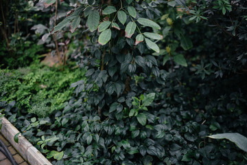 Thick thickets of plants in the greenhouse. Jungle, the screensaver