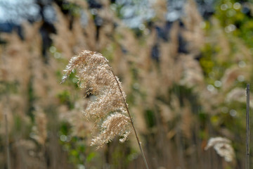 schilfgraswedel im wind