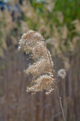 schilfgraswedel im wind