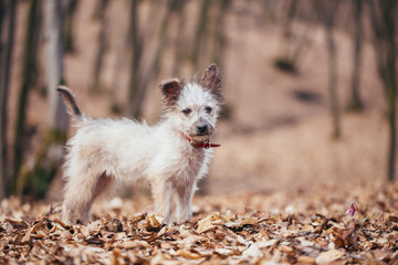 Cute little adopted mix-breed puppy having fun in the forest. 