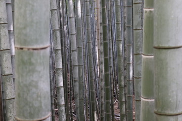 Bosque de bambú de Arashiyama en Japón