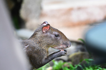 Close-up of Agouti's head eating coconut