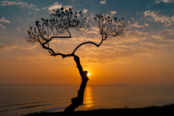 tree silhouette at sunset