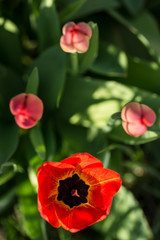 des tulipes ouvertes et fermées au printemps avec personal perspective