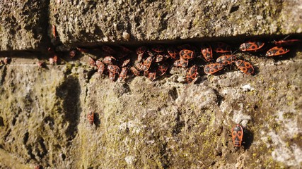 Feuer Käfer Straße in einem Mauerwerk