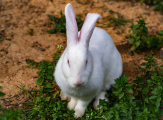 A Classic White Bunny Rabbit with Pink Ears on Green Weeds
