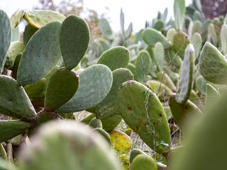 A Bed Of Prickly Pear Cactus in The Bright Sun