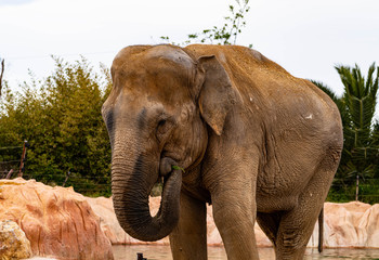 An Asian Elephant Eats Some Greens With Orange Dust On Its Back