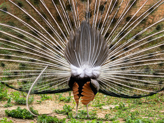 The Rear End of a Peacock Spreading Its Tail Feathers