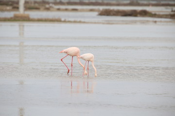 FLAMENCOS