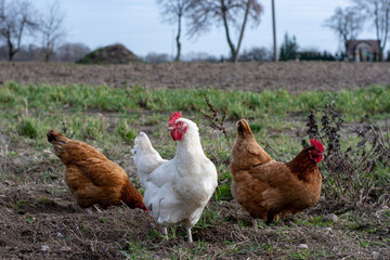 Closeup of a hen in a farmyard. Free-range hens on a farm